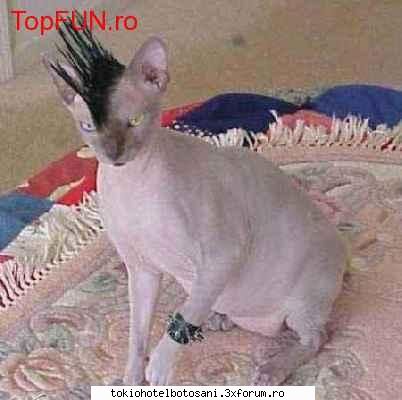 joc poze poze aaaa Admin:)