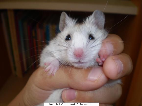 joc poze poze e&nbsp; nice&nbsp;