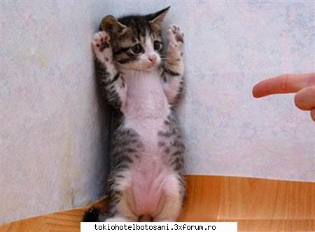 joc poze poze poza....