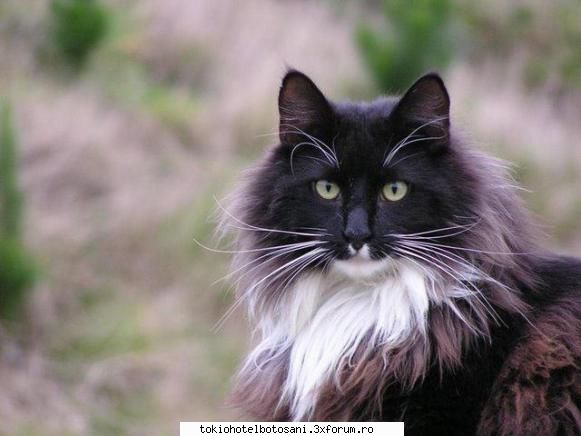 joc poze poze unde simonaa avdaaa!!10