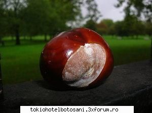 joc poze poze aaa mor aici 10+!