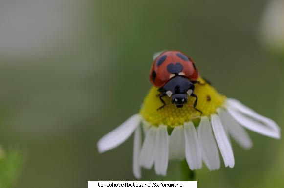 joc poze poze maamaa poza&nbsp; fic'ul teei ador10