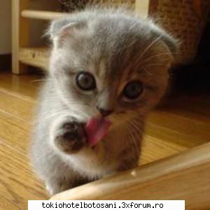 joc poze poze faina buburuza