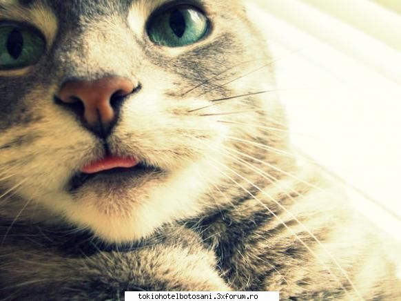 joc poze poze daaa ador avut&nbsp;