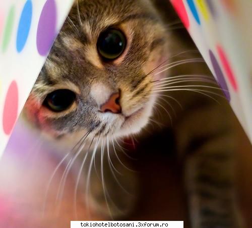 joc poze poze &nbsp; &nbsp;