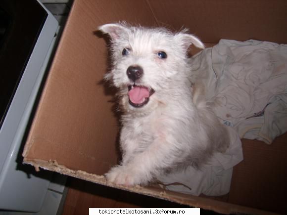 joc poze poze 8.50 meu