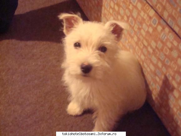 hot not. deci cred mai postez jocurile poza [puffy cand avea luni :*]